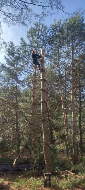Wycinka drzew, alpinistycznie. Łódzkie