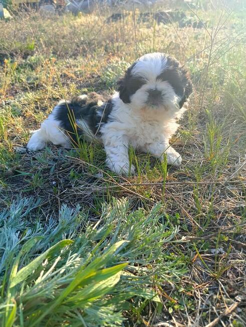 Shih tzu szczenięta