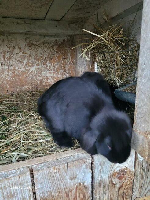 Barany francuskie czarne Czyste barany