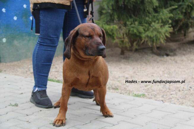 Hades szuka domku