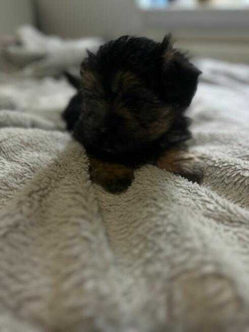 3 York Morkie szukają domku
