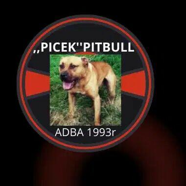 Amerykański Pitbullterrier-szczeniaki