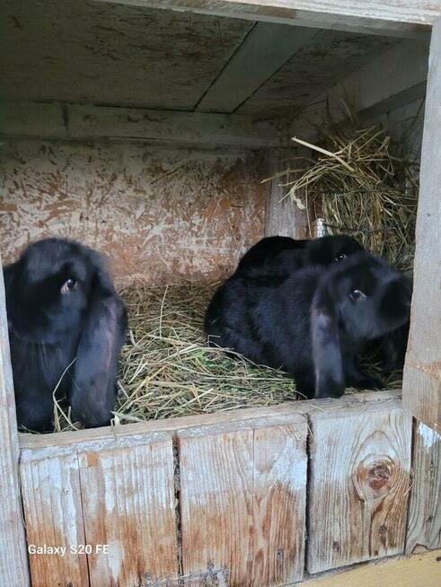 Barany francuskie czarne Czyste barany