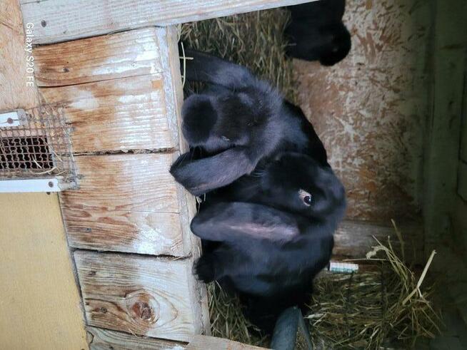 Barany francuskie czarne Czyste barany