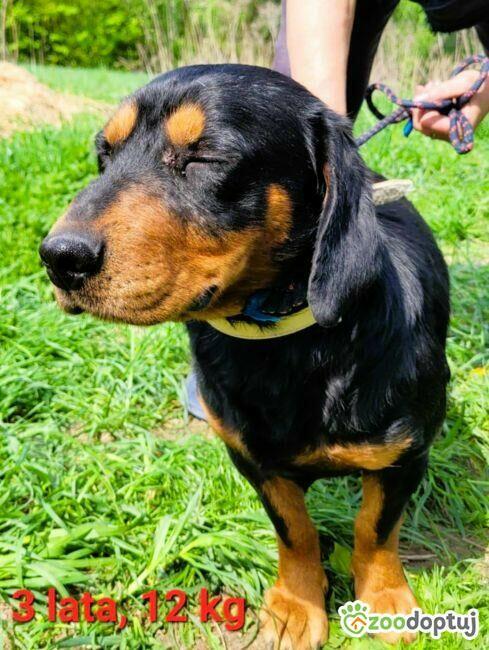 FOKUS – piękny psiak w typie gończy polski do adopcji