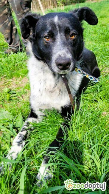 FELIKS – super psiak w typie border collie do adopcji