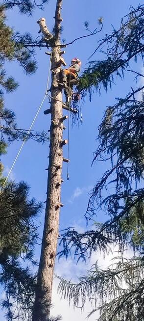 Wycinka drzew, alpinistycznie. Łódzkie