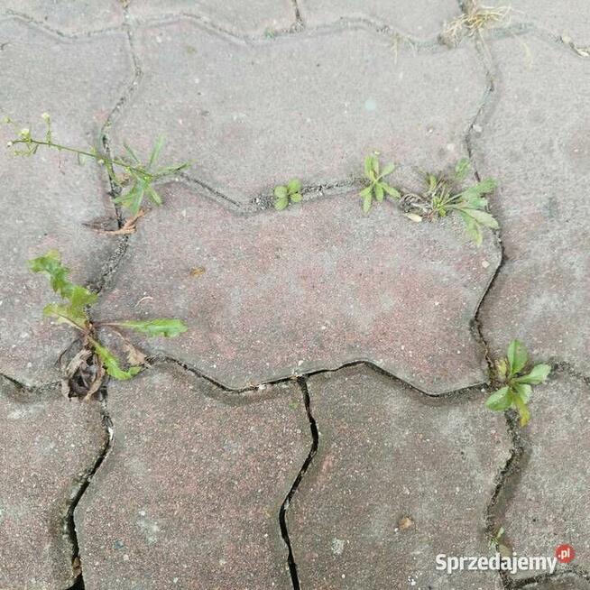 SÓL NA CHWASTY gruba, ekologiczna na kostkę, ażury, trylinkę