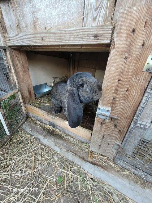 Barany francuskie czarne Czyste barany