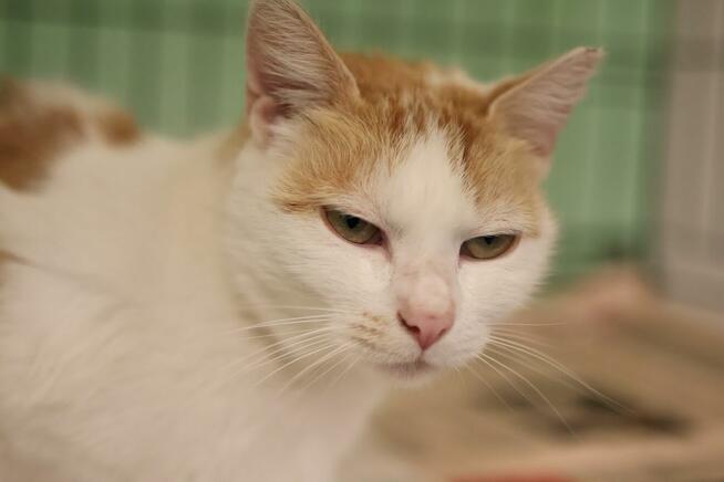 Pilnie potrzebny dom. Oswojona kotka nie ma gdzie wrócić