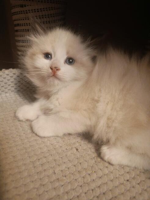 Kot syberyjski neva masquarade