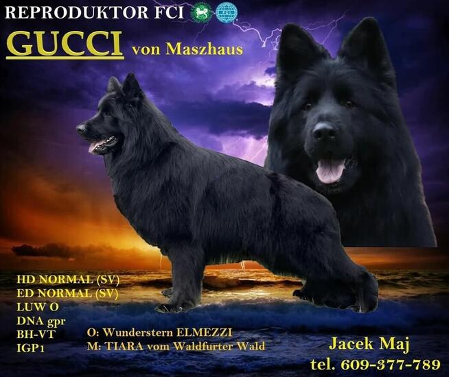 Owczarek niemiecki długowłosy ZKwP FCI sunia