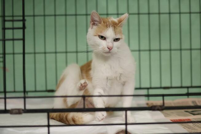 Pilnie potrzebny dom. Oswojona kotka nie ma gdzie wrócić