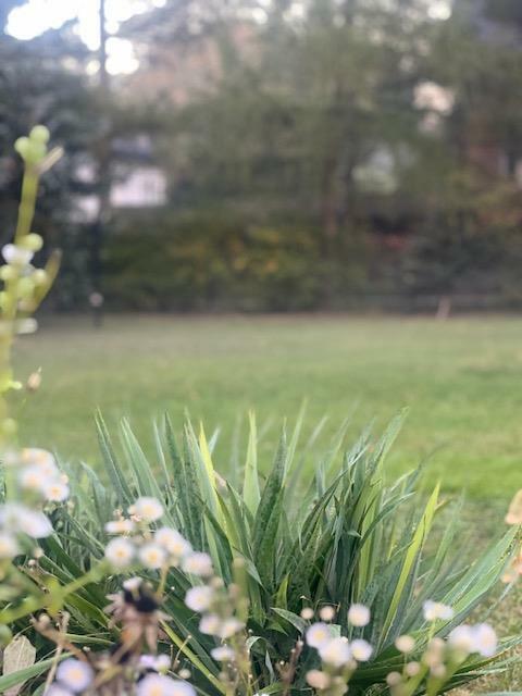 Działka budowlana Warszawa Wesoła, Grzybowa