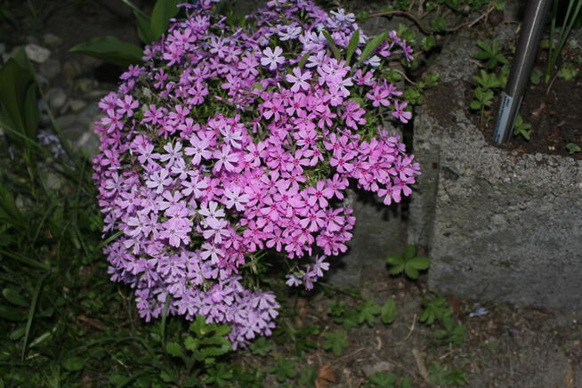 ROŚLINKI ogrodowe