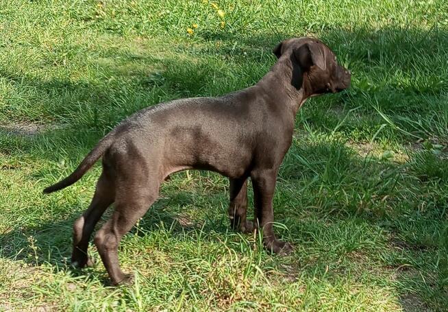 Amerykański Pitbullterrier-szczeniaki