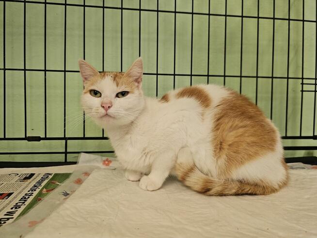 Pilnie potrzebny dom. Oswojona kotka nie ma gdzie wrócić