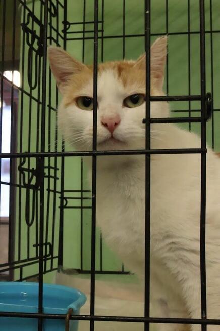 Pilnie potrzebny dom. Oswojona kotka nie ma gdzie wrócić