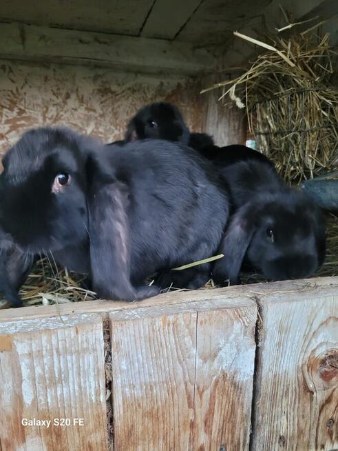 Barany francuskie czarne Czyste barany