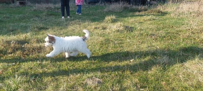 Chiński grzywacz suczka FCI