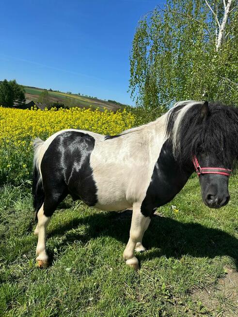 Stanówka kuc szetlandzki