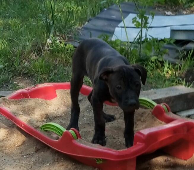 Amerykański Pitbullterrier-szczeniaki