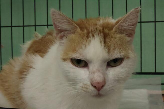 Pilnie potrzebny dom. Oswojona kotka nie ma gdzie wrócić