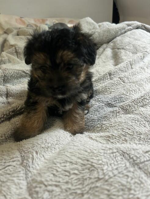 3 York Morkie szukają domku