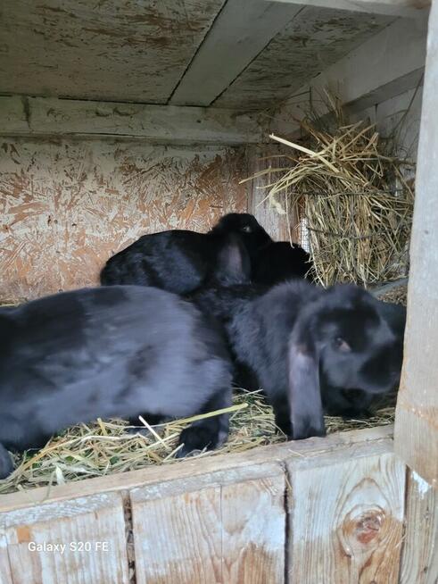 Barany francuskie czarne Czyste barany