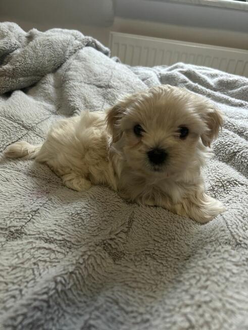 3 York Morkie szukają domku