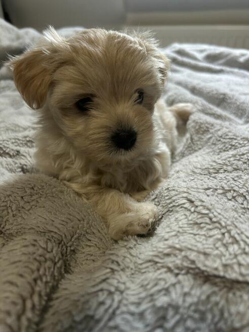 3 York Morkie szukają domku