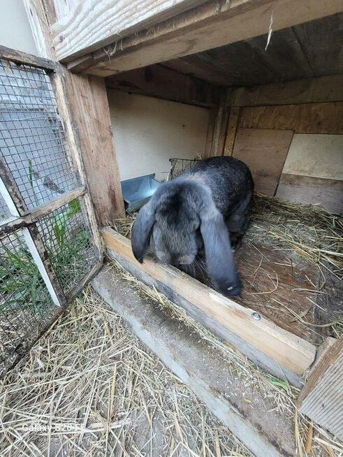 Barany francuskie czarne Czyste barany