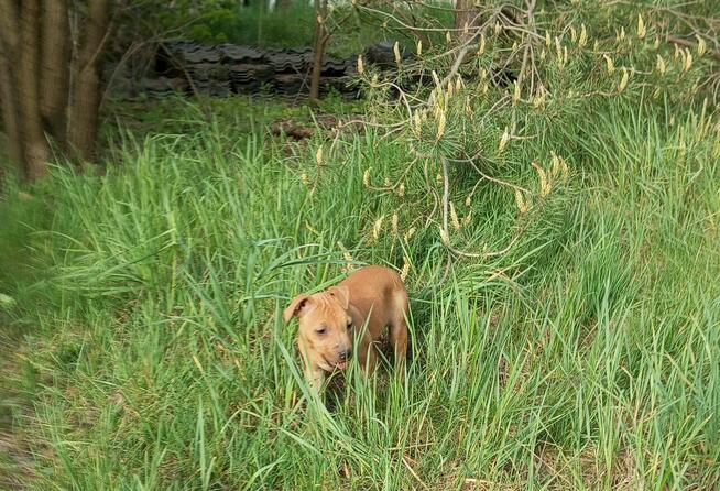 Amerykański Pitbullterrier-szczeniaki