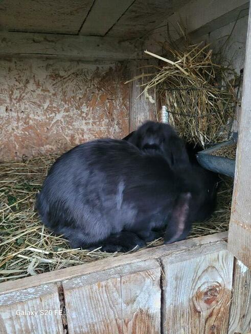 Barany francuskie czarne Czyste barany