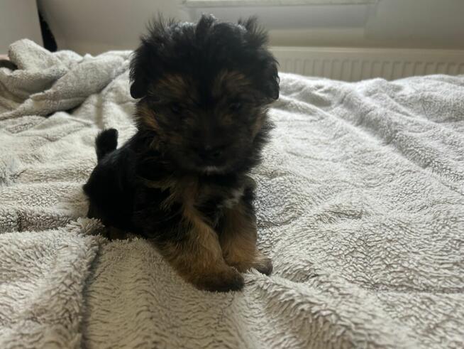 3 York Morkie szukają domku