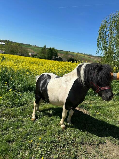 Stanówka kuc szetlandzki