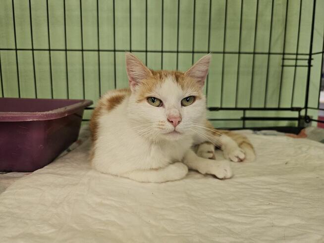 Pilnie potrzebny dom. Oswojona kotka nie ma gdzie wrócić