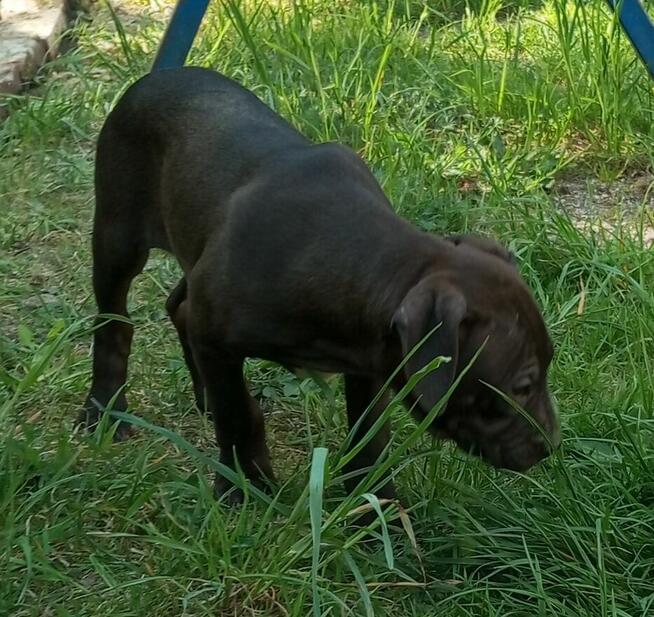 Amerykański Pitbullterrier-szczeniaki