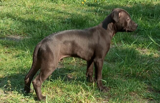 Amerykański Pitbullterrier-szczeniaki