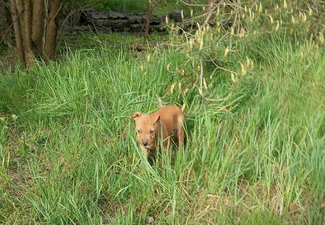 Amerykański Pitbullterrier-szczeniaki