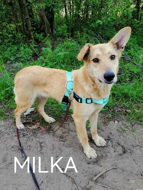 MILKA młoda spokojna suczka poleca się do adopcji