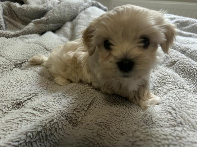 3 York Morkie szukają domku