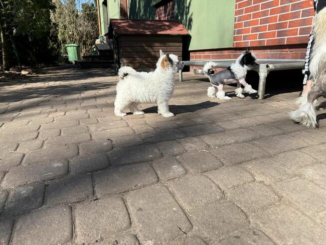 Chiński grzywacz suczka FCI