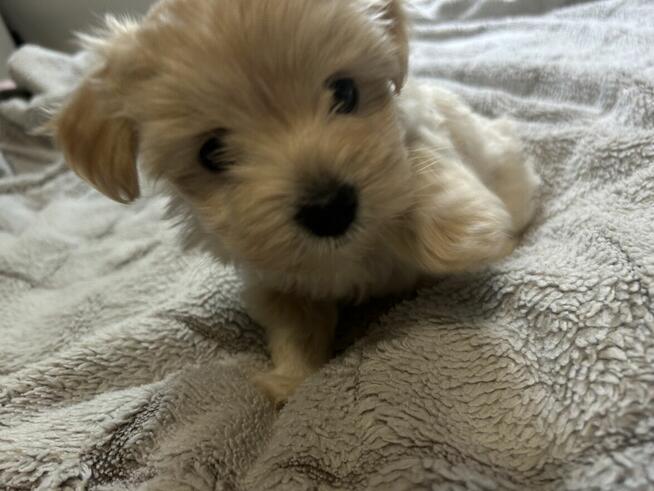 3 York Morkie szukają domku