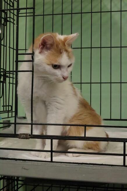 Pilnie potrzebny dom. Oswojona kotka nie ma gdzie wrócić