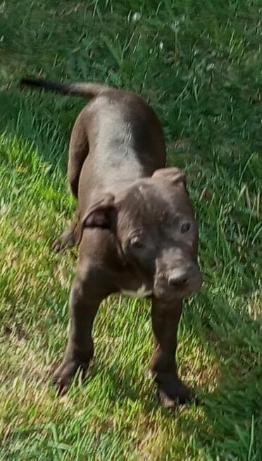 Amerykański Pitbullterrier-szczeniaki