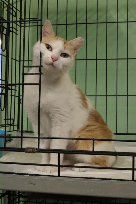 Pilnie potrzebny dom. Oswojona kotka nie ma gdzie wrócić