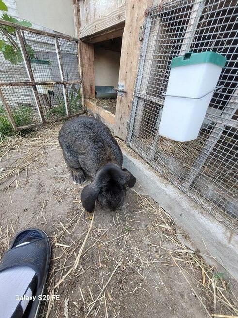 Barany francuskie czarne Czyste barany