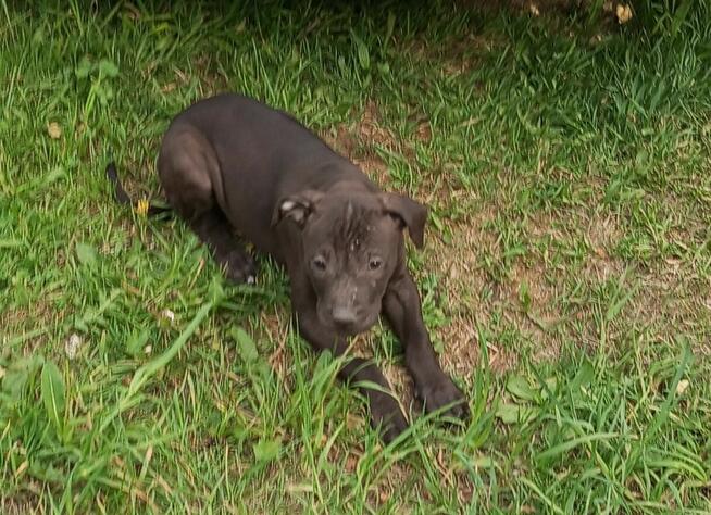 Amerykański Pitbullterrier-szczeniaki