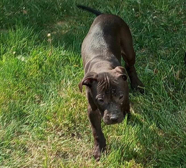 Amerykański Pitbullterrier-szczeniaki